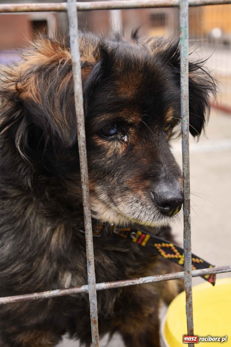 Zdjęcie w galerii na portalu naszraciborz.pl: Raciborscy artyści dla raciborskiego schroniska wiadomości z regionu