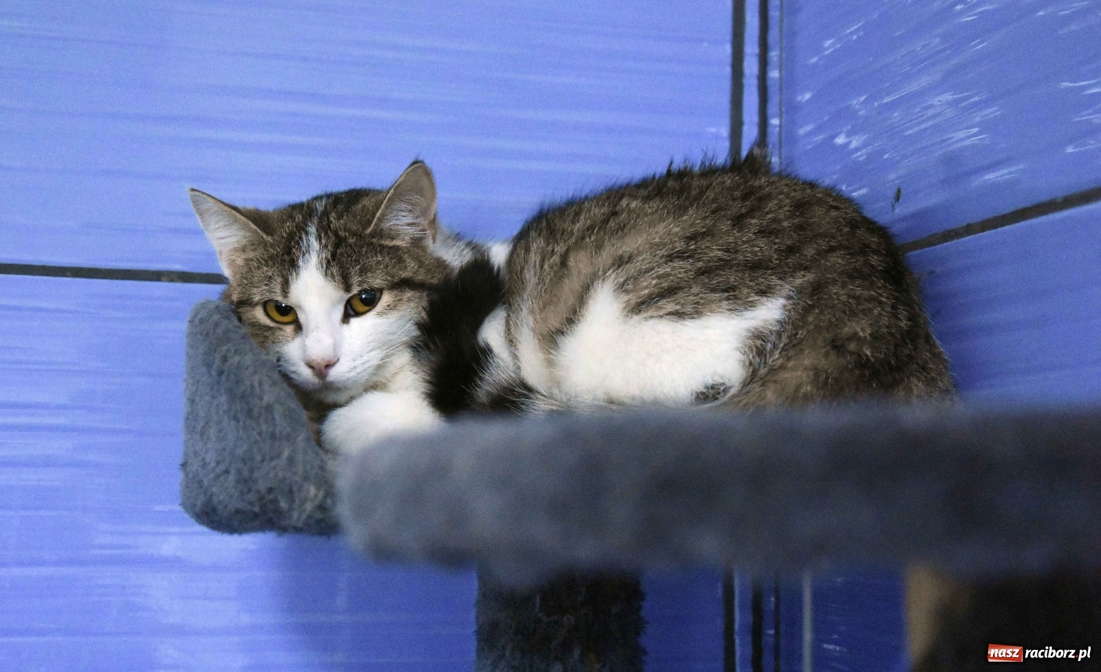 Zdjęcie w galerii na portalu naszraciborz.pl: Raciborscy artyści dla raciborskiego schroniska wiadomości z regionu