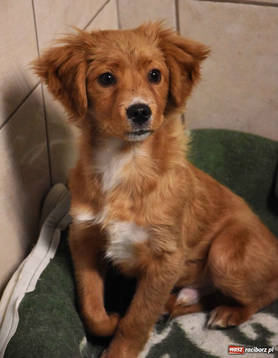 Zdjęcie w galerii na portalu naszraciborz.pl: Raciborscy artyści dla raciborskiego schroniska wiadomości z regionu