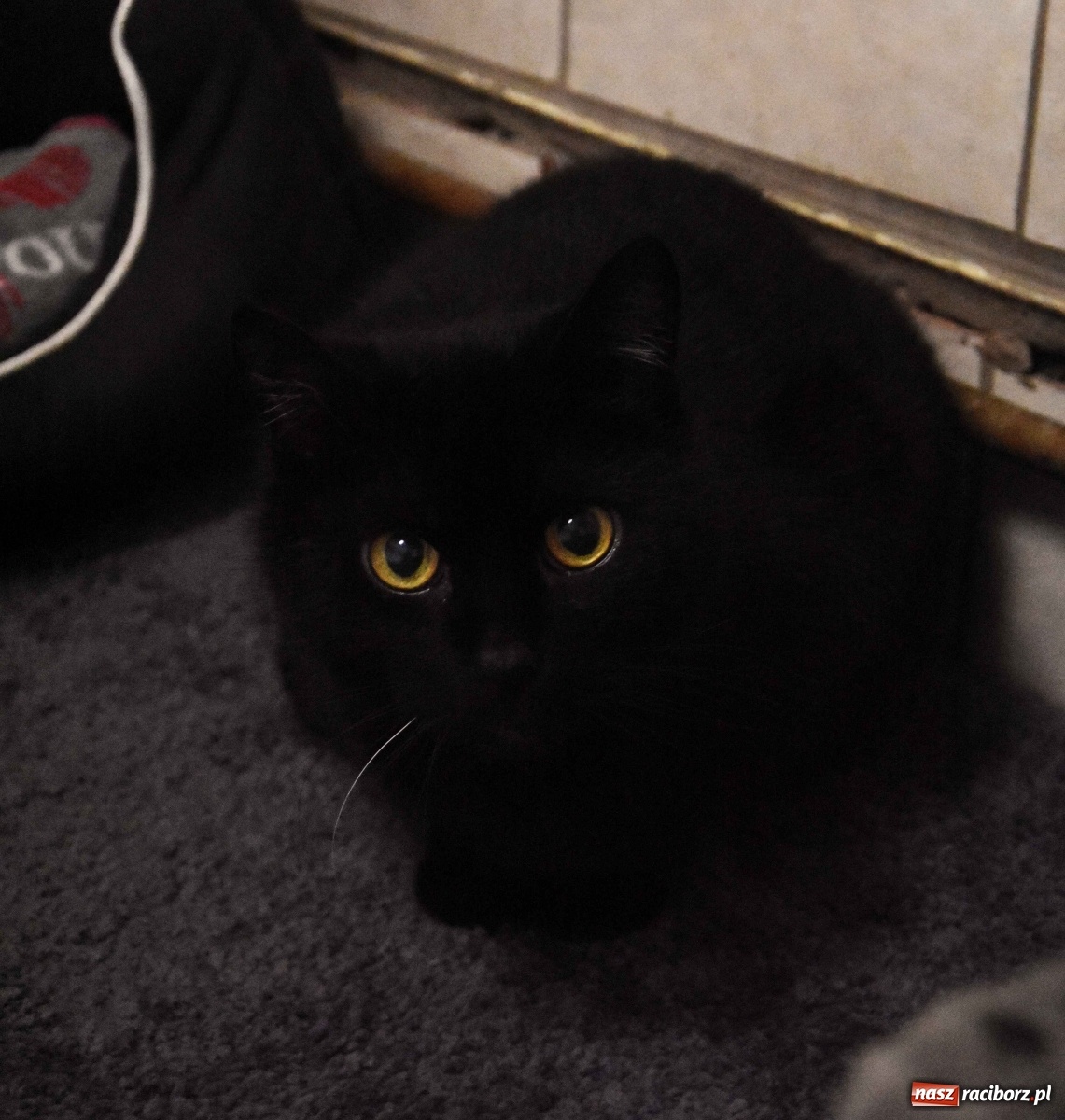 Zdjęcie w galerii na portalu naszraciborz.pl: Raciborscy artyści dla raciborskiego schroniska wiadomości z regionu