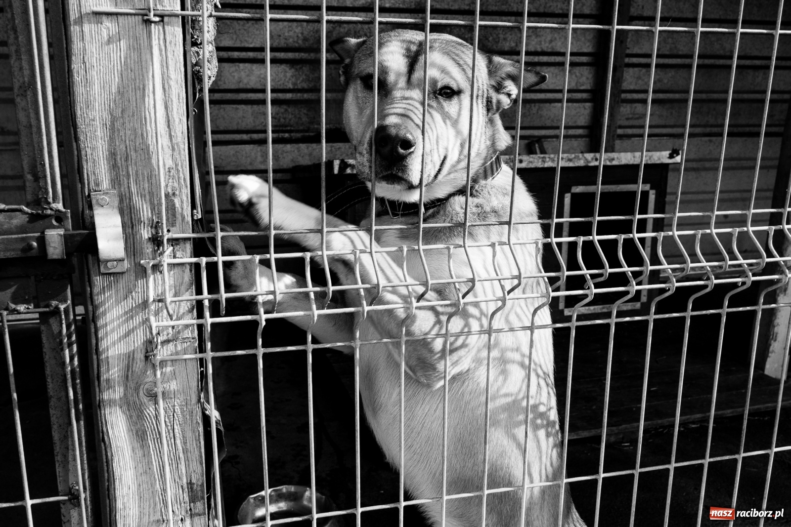 Zdjęcie w galerii na portalu naszraciborz.pl: Raciborscy artyści dla raciborskiego schroniska wiadomości z regionu