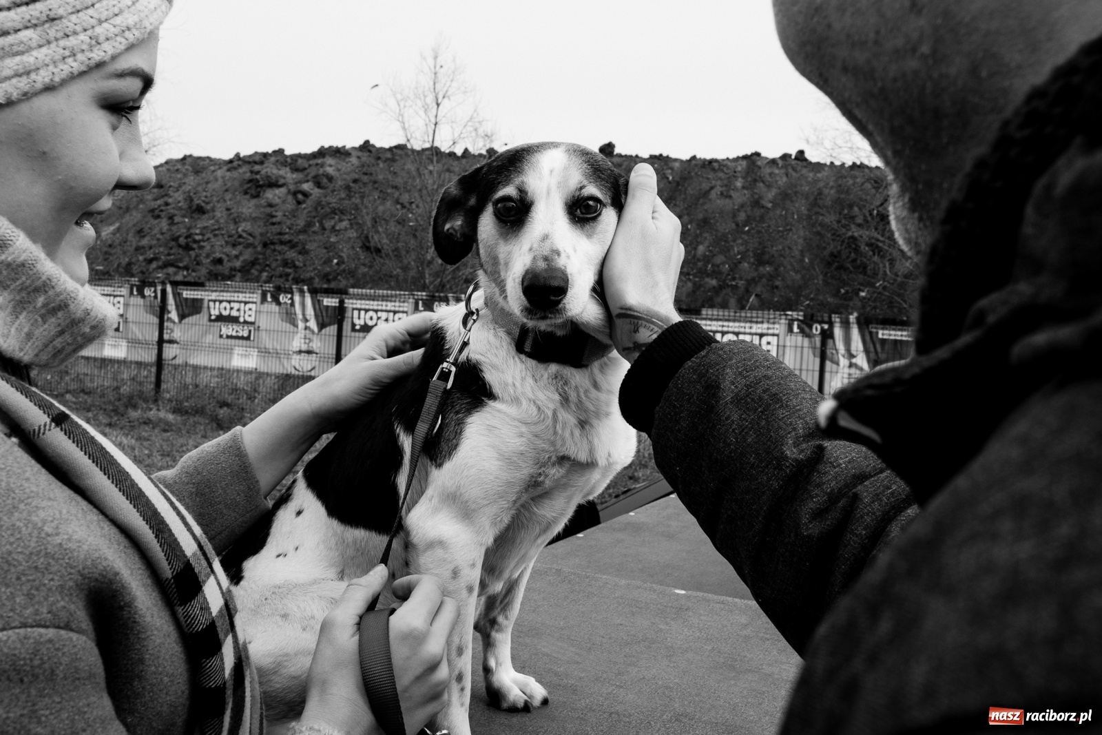 Zdjęcie w galerii na portalu naszraciborz.pl: Raciborscy artyści dla raciborskiego schroniska wiadomości z regionu
