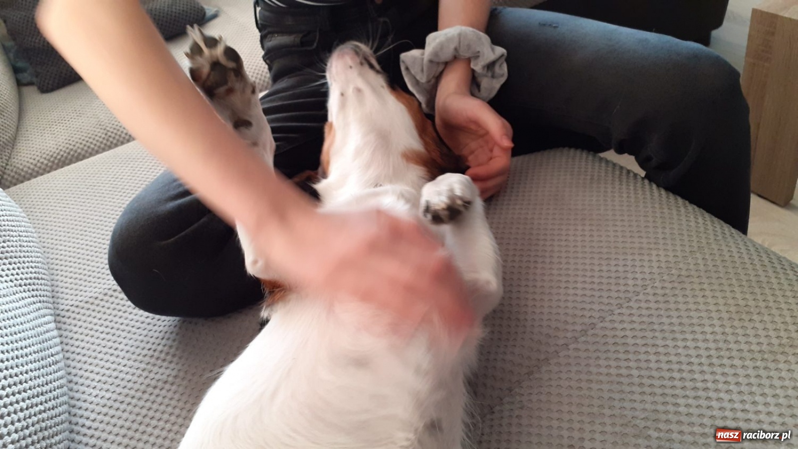 Zdjęcie w galerii na portalu naszraciborz.pl: Myślisz o adopcji? Posłuchaj historii Iskry wiadomości z regionu