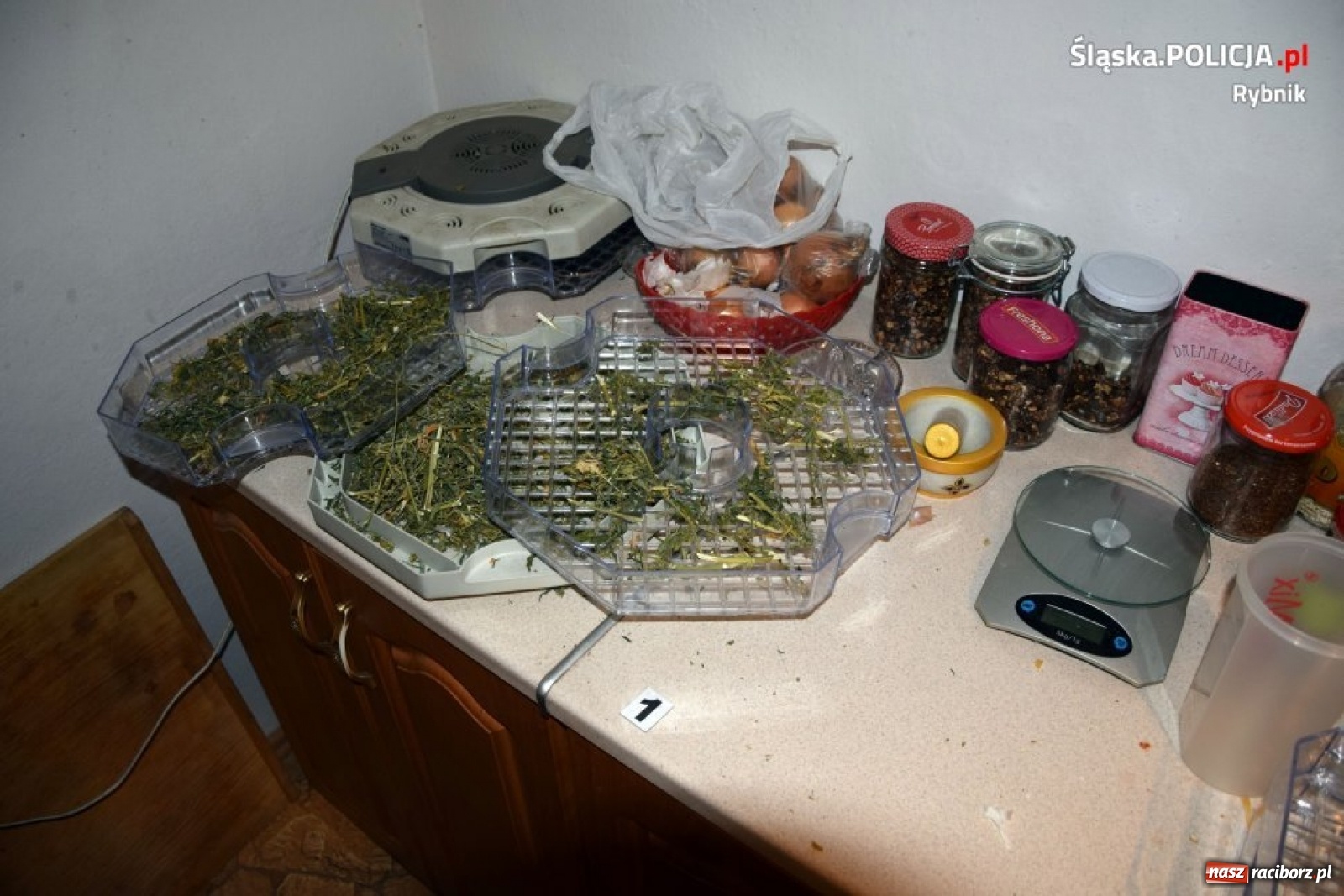 Zdjęcie w galerii na portalu naszraciborz.pl: Policja zlikwidowała ogromną plantację marihuany [FOTO i WIDEO]  wiadomości z regionu