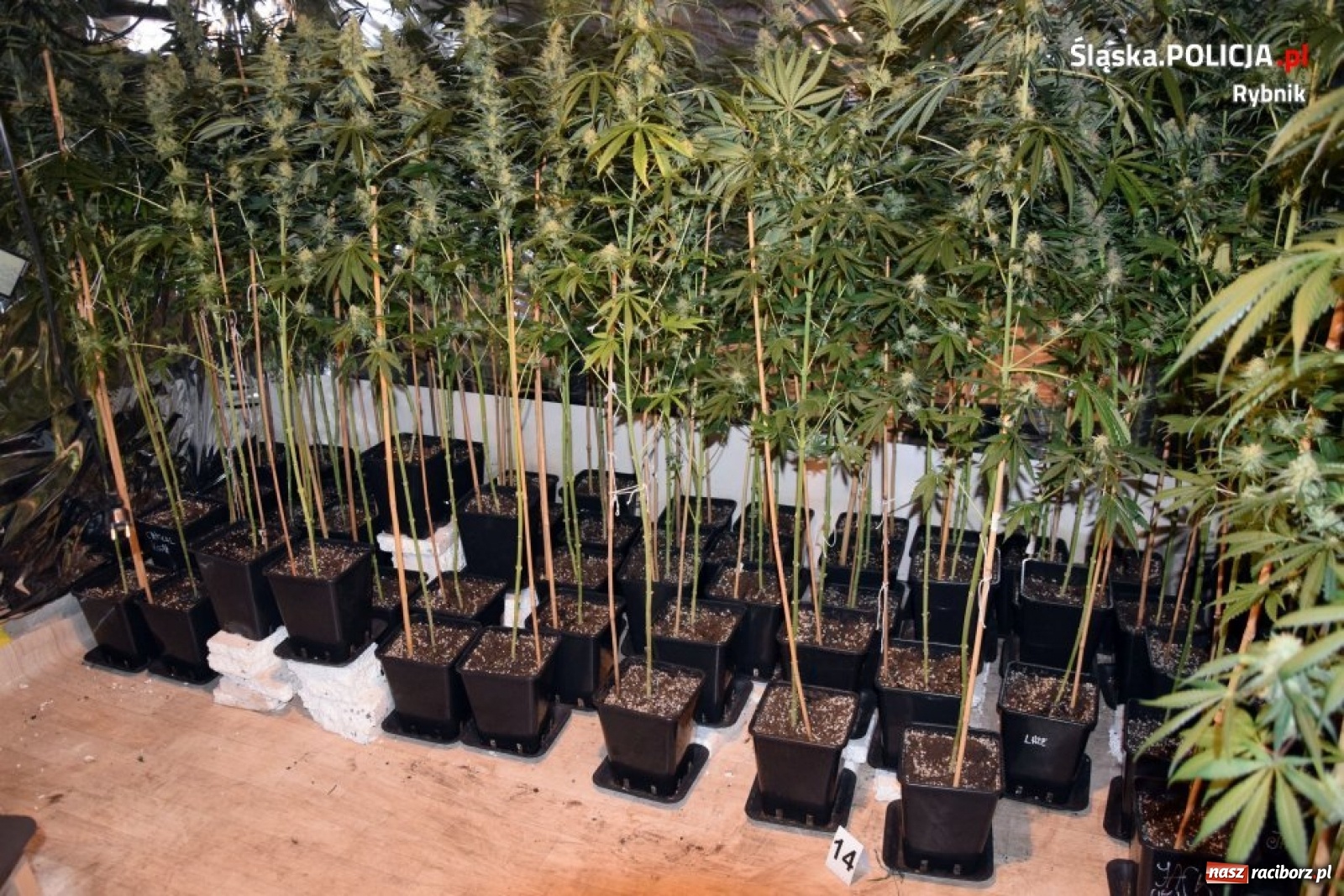 Zdjęcie w galerii na portalu naszraciborz.pl: Policja zlikwidowała ogromną plantację marihuany [FOTO i WIDEO]  wiadomości z regionu