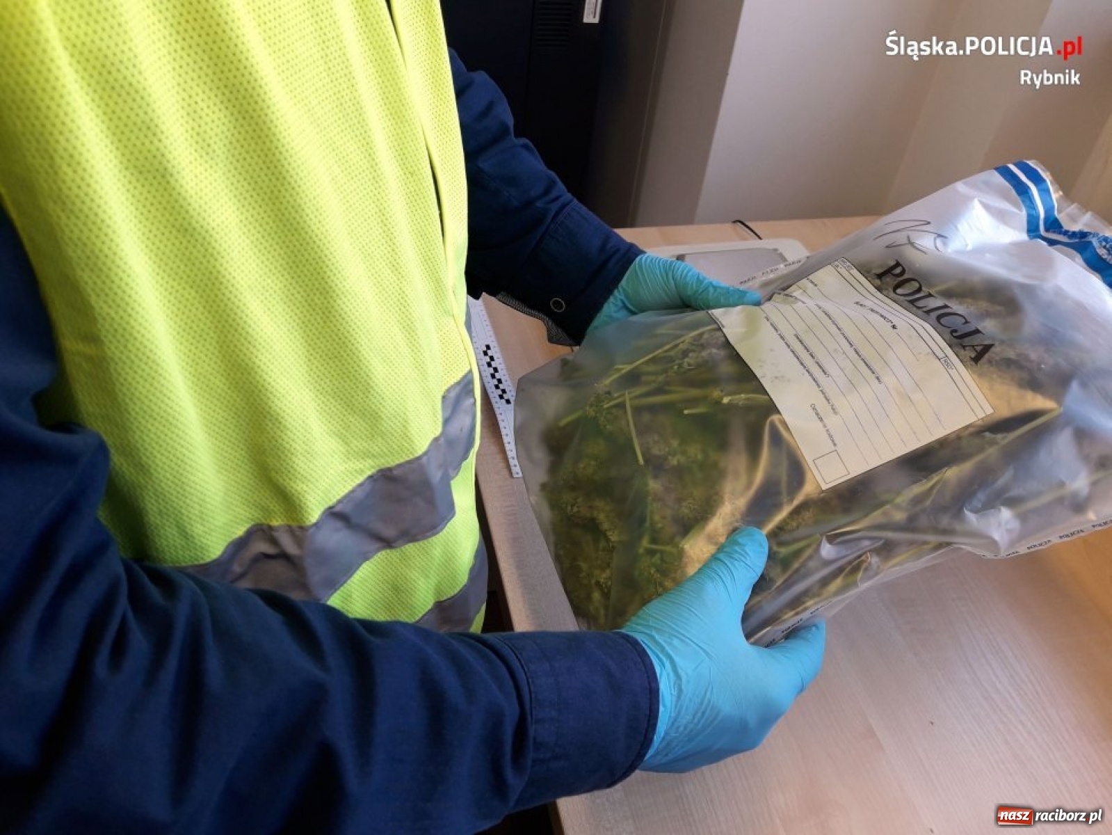 Zdjęcie w galerii na portalu naszraciborz.pl: Policja zlikwidowała ogromną plantację marihuany [FOTO i WIDEO]  wiadomości z regionu