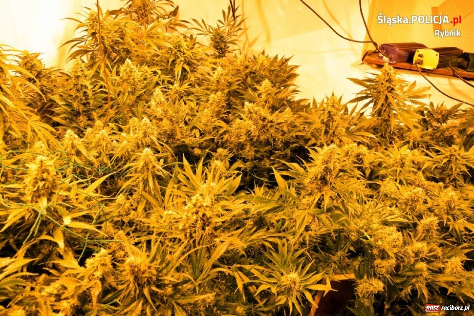 Zdjęcie w galerii na portalu naszraciborz.pl: Policja zlikwidowała ogromną plantację marihuany [FOTO i WIDEO]  wiadomości z regionu