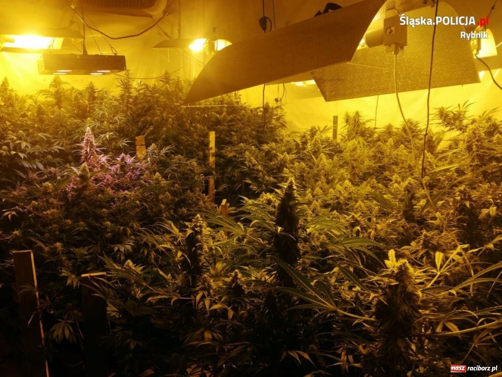 Zdjęcie w galerii na portalu naszraciborz.pl: Policja zlikwidowała ogromną plantację marihuany [FOTO i WIDEO]  wiadomości z regionu