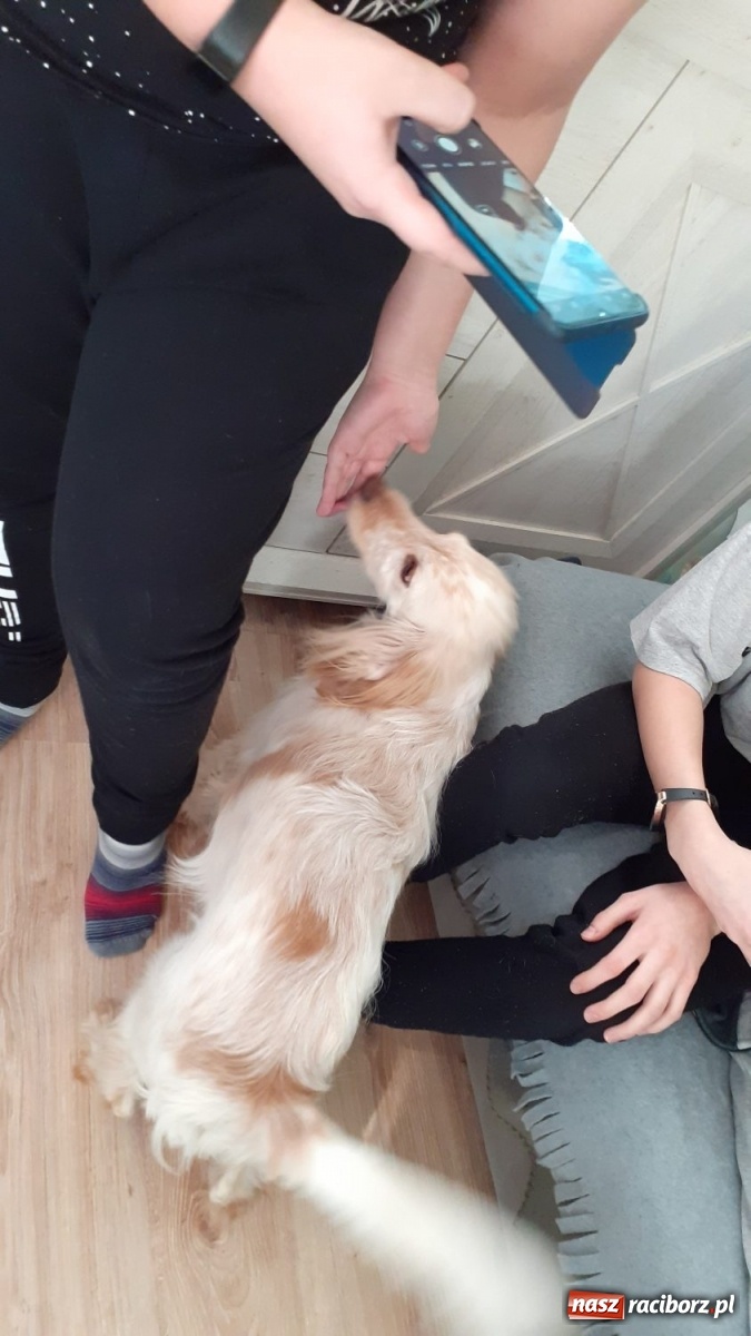 Zdjęcie w galerii na portalu naszraciborz.pl: Jesteśmy w tej Trójce ze Strzybnika absolutnie zakochani!  wiadomości z regionu