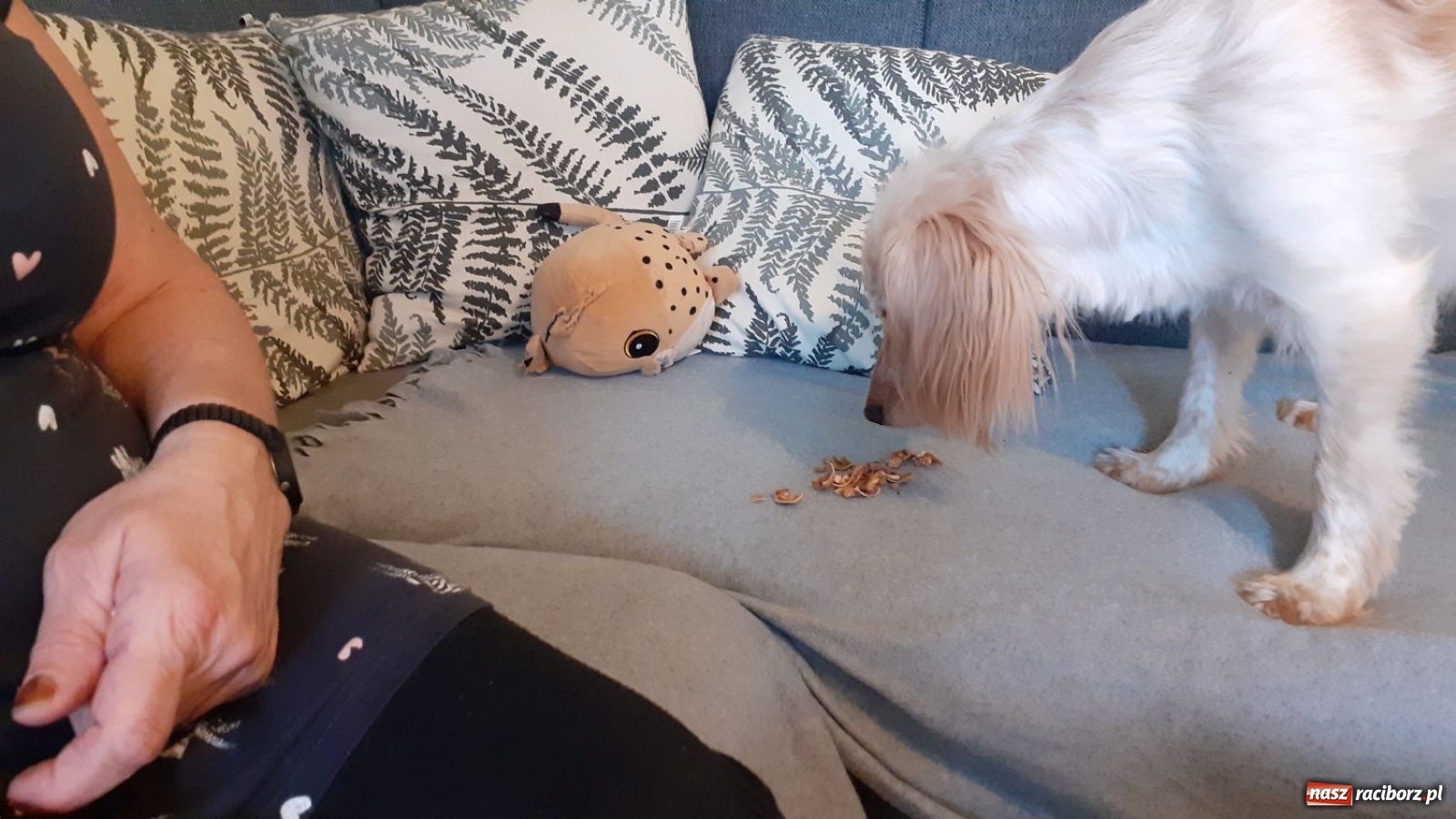 Zdjęcie w galerii na portalu naszraciborz.pl: Jesteśmy w tej Trójce ze Strzybnika absolutnie zakochani!  wiadomości z regionu