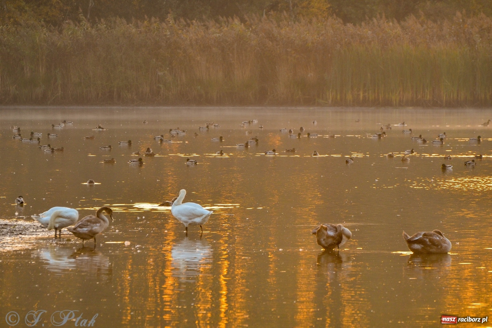 Zdjęcie w galerii na portalu naszraciborz.pl: Dziś pierwszy dzień wiosny! Łężczok budzi się do życia wiadomości z regionu