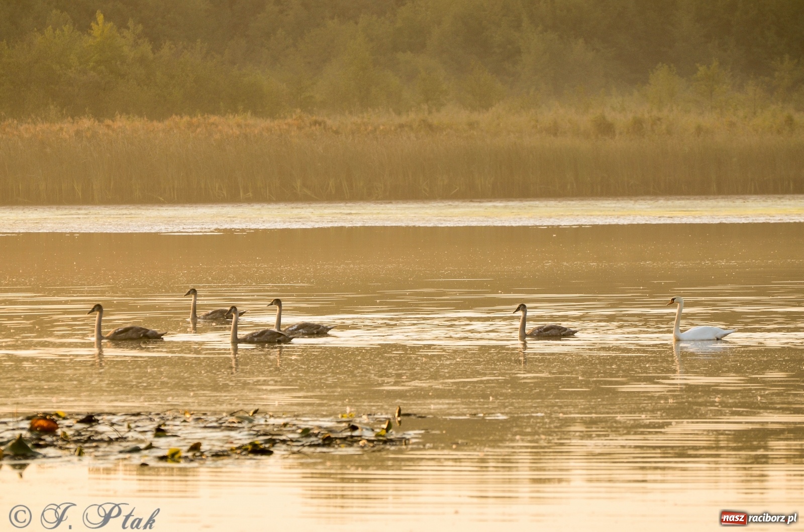 Zdjęcie w galerii na portalu naszraciborz.pl: Dziś pierwszy dzień wiosny! Łężczok budzi się do życia wiadomości z regionu