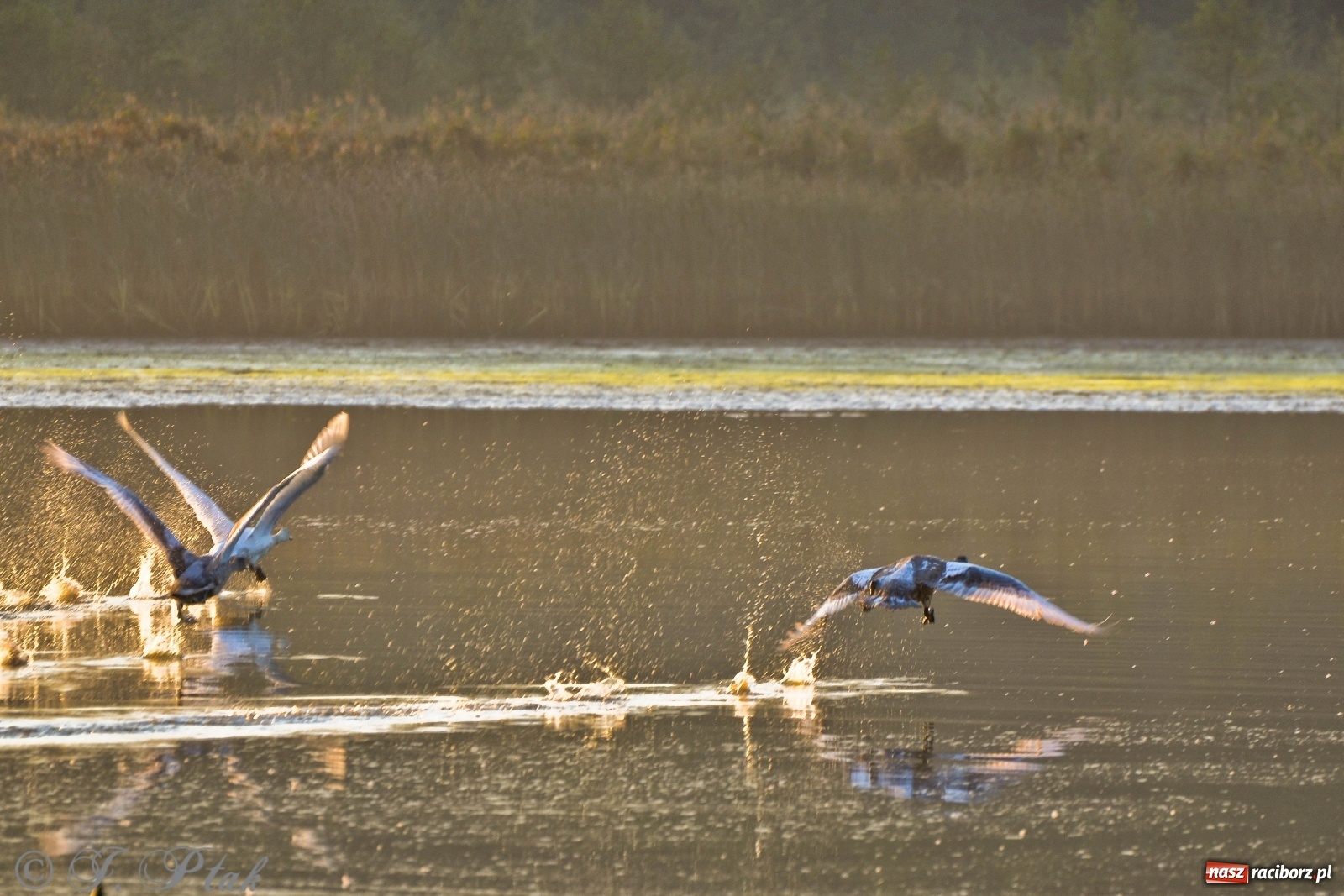 Zdjęcie w galerii na portalu naszraciborz.pl: Dziś pierwszy dzień wiosny! Łężczok budzi się do życia wiadomości z regionu