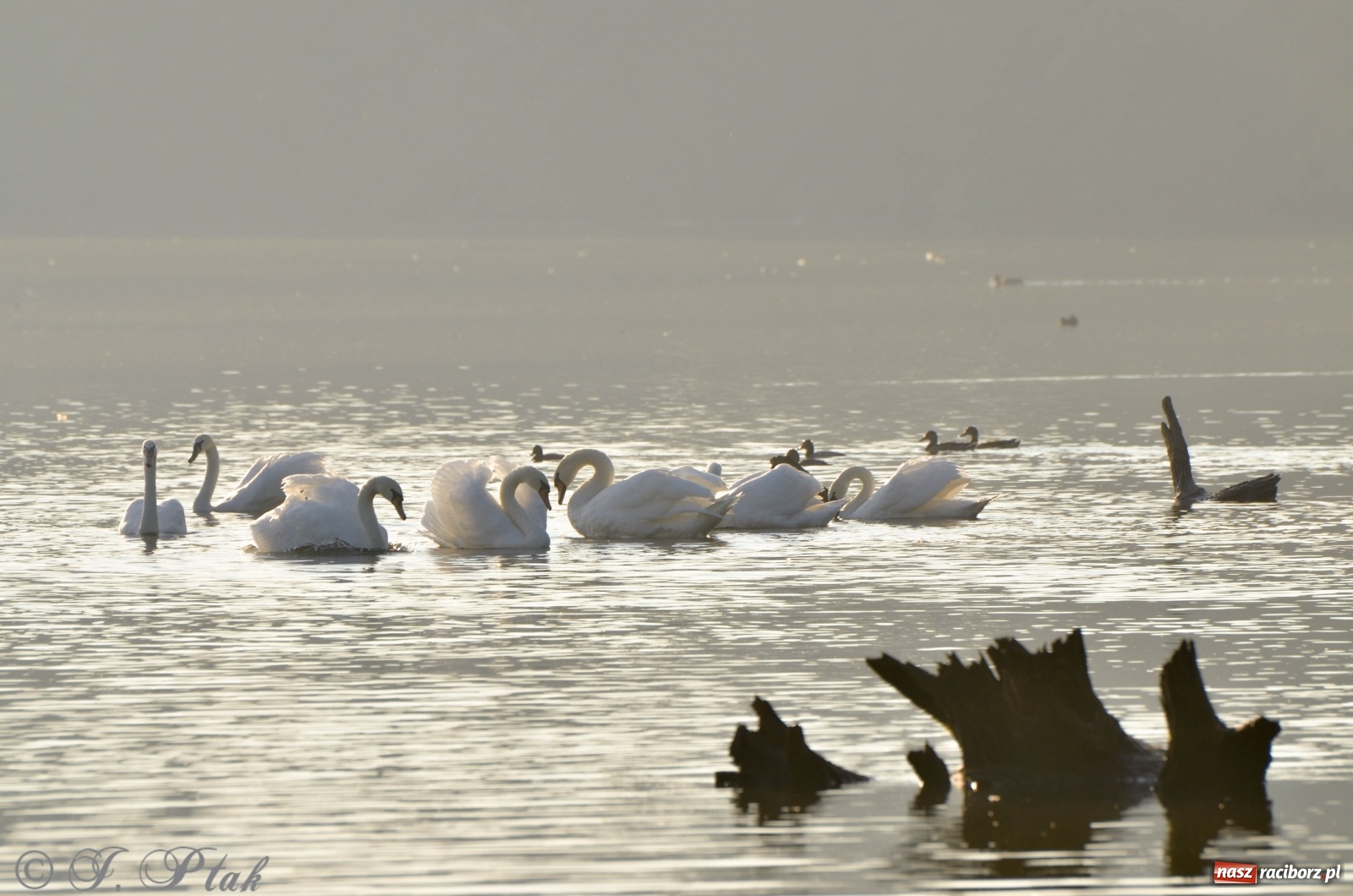 Zdjęcie w galerii na portalu naszraciborz.pl: Dziś pierwszy dzień wiosny! Łężczok budzi się do życia wiadomości z regionu