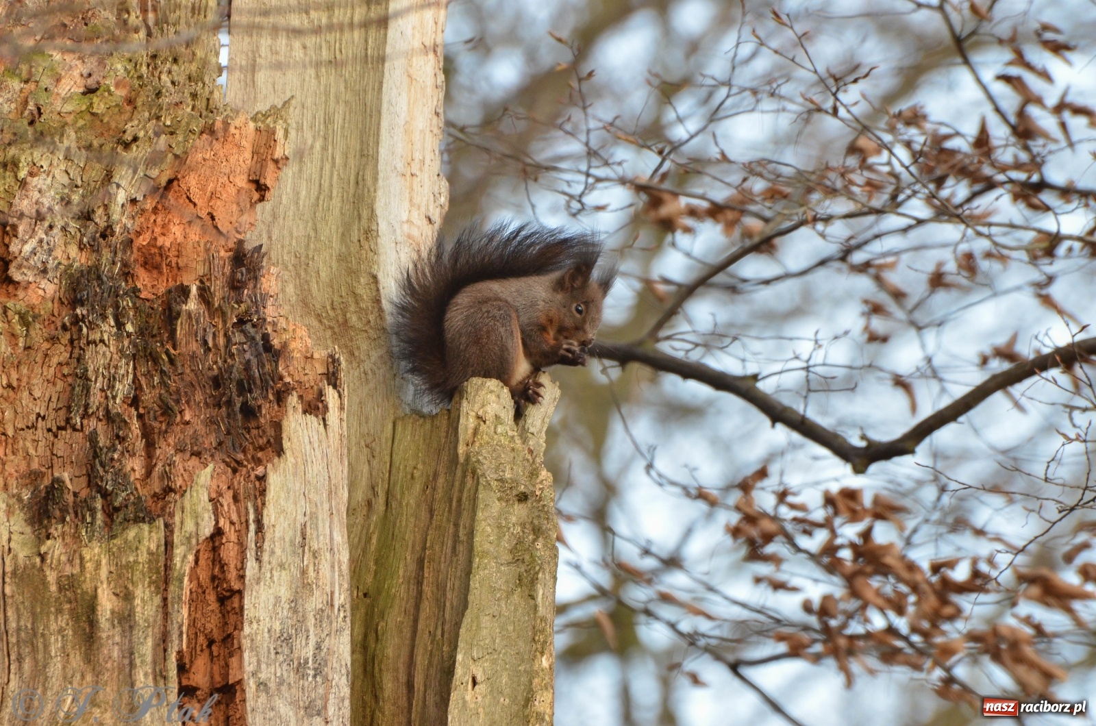 Zdjęcie w galerii na portalu naszraciborz.pl: Dziś pierwszy dzień wiosny! Łężczok budzi się do życia wiadomości z regionu