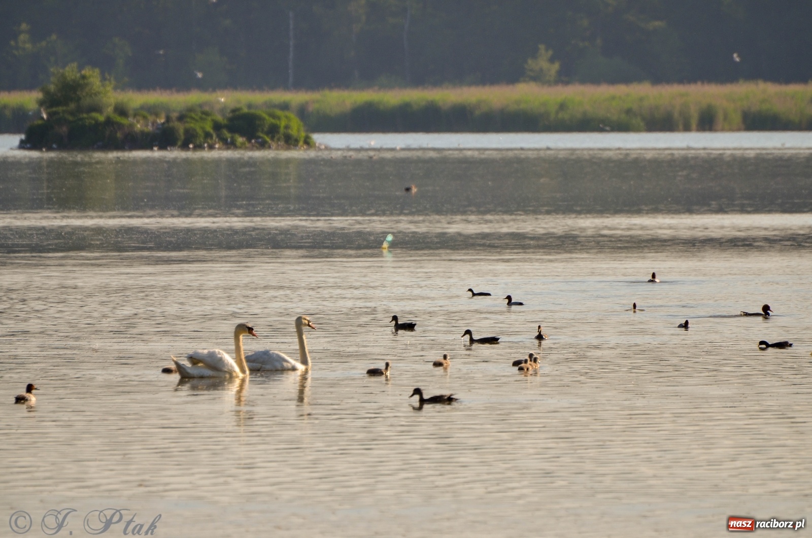 Zdjęcie w galerii na portalu naszraciborz.pl: Dziś pierwszy dzień wiosny! Łężczok budzi się do życia wiadomości z regionu
