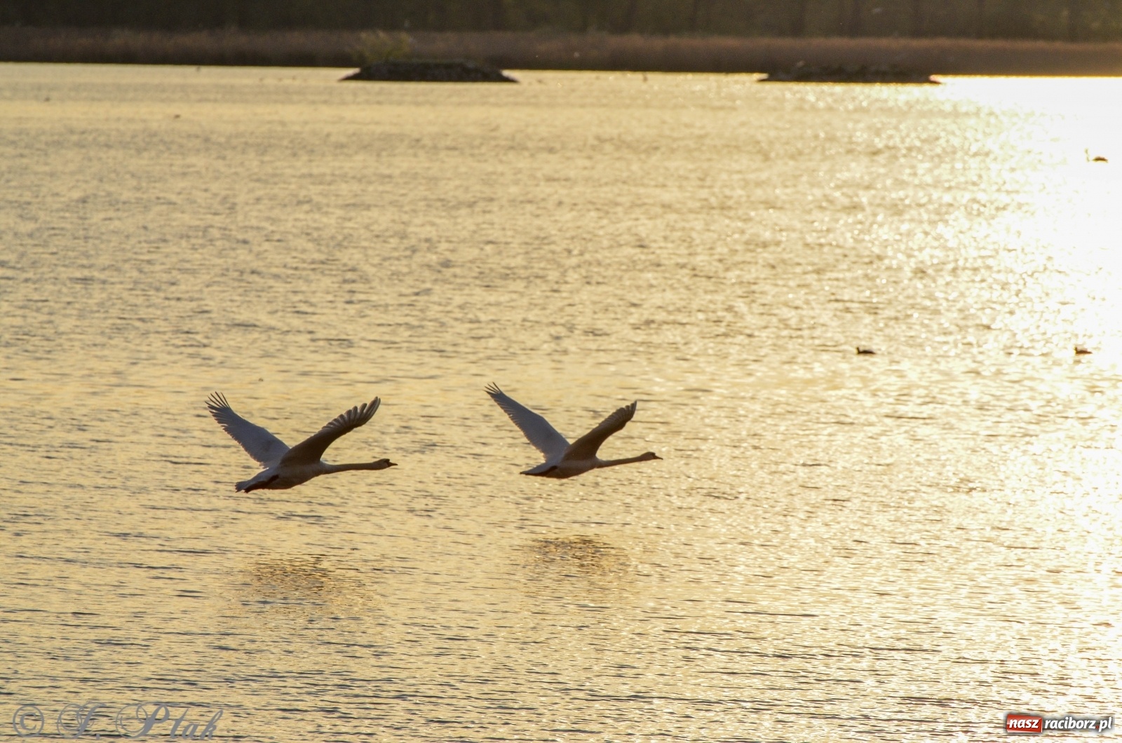 Zdjęcie w galerii na portalu naszraciborz.pl: Dziś pierwszy dzień wiosny! Łężczok budzi się do życia wiadomości z regionu