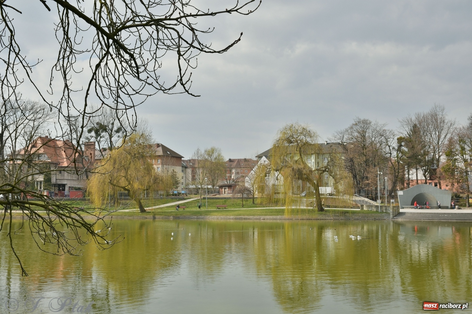 Zdjęcie w galerii na portalu naszraciborz.pl: Dziś pierwszy dzień wiosny! Łężczok budzi się do życia wiadomości z regionu