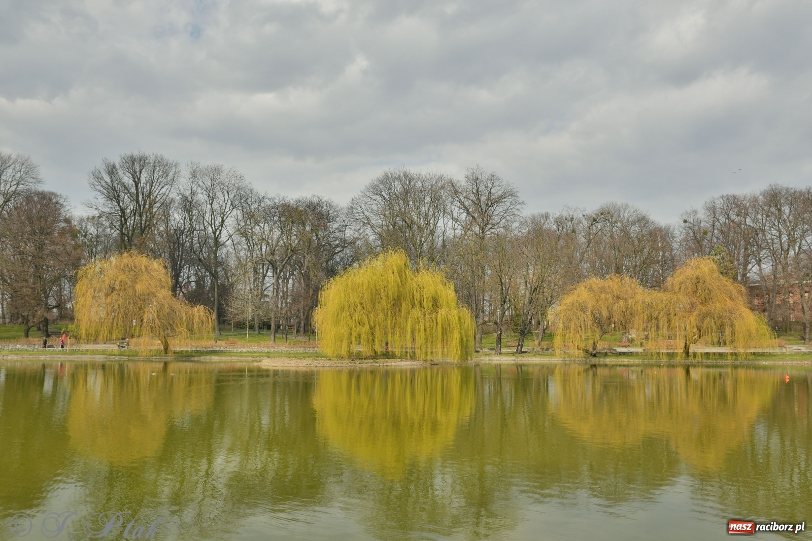 Zdjęcie w galerii na portalu naszraciborz.pl: Dziś pierwszy dzień wiosny! Łężczok budzi się do życia wiadomości z regionu