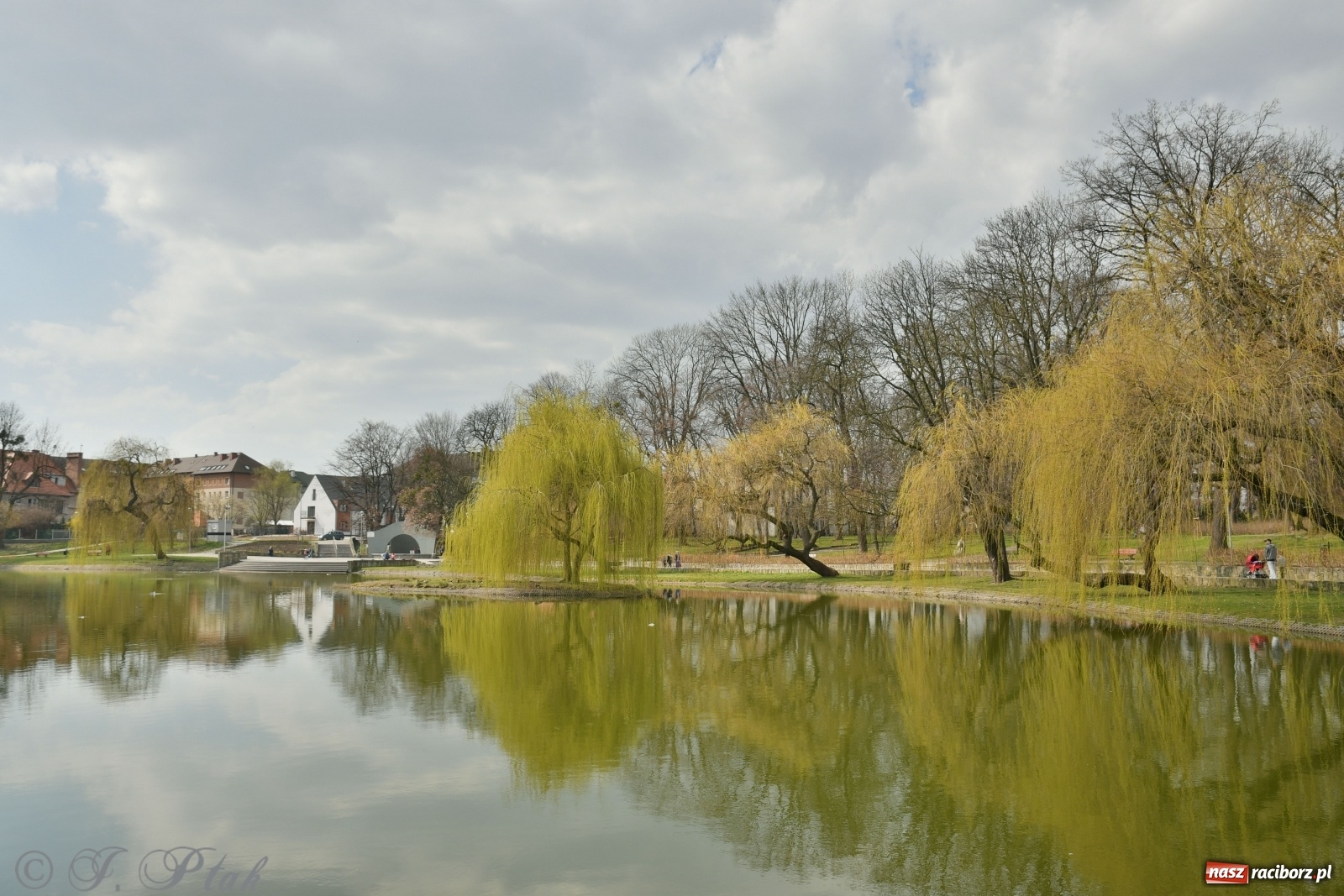 Zdjęcie w galerii na portalu naszraciborz.pl: Dziś pierwszy dzień wiosny! Łężczok budzi się do życia wiadomości z regionu