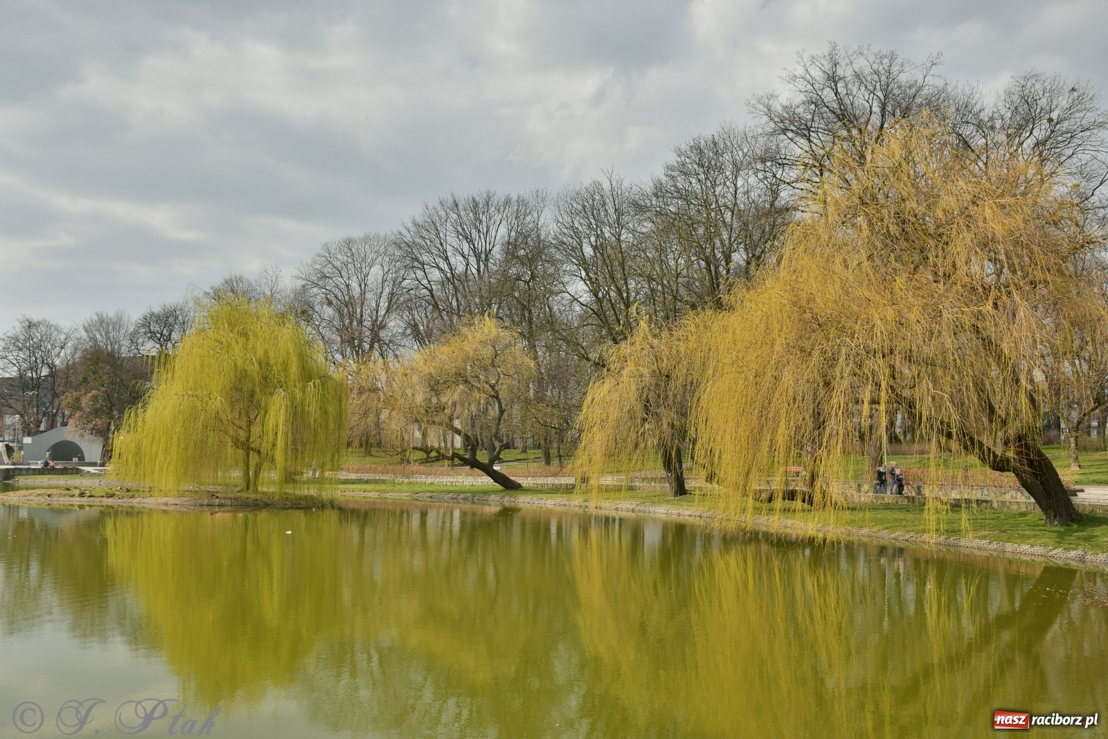 Zdjęcie w galerii na portalu naszraciborz.pl: Dziś pierwszy dzień wiosny! Łężczok budzi się do życia wiadomości z regionu