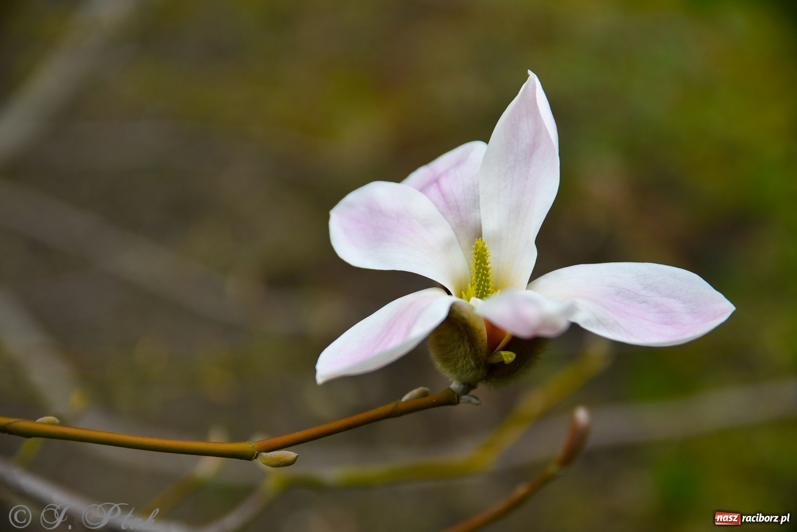 Zdjęcie w galerii na portalu naszraciborz.pl: Pierwszy dzień wiosny. #ZostańWDomuSRC  wiadomości z regionu