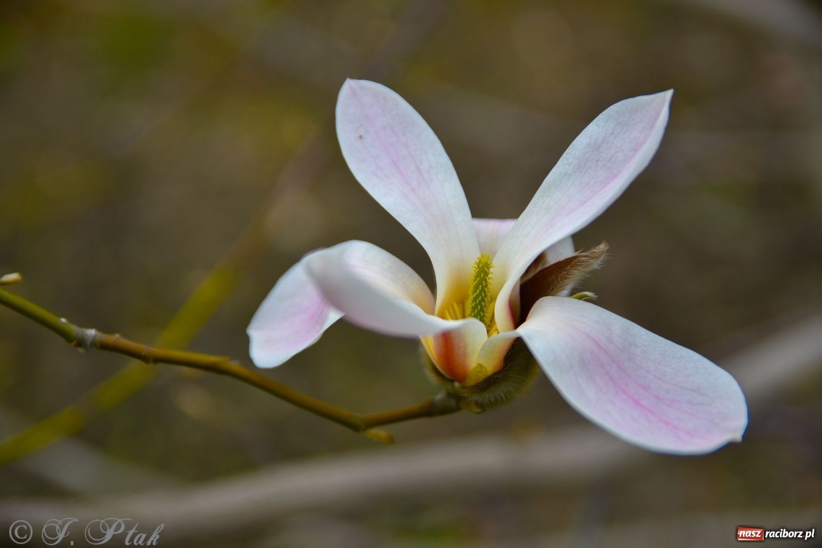 Zdjęcie w galerii na portalu naszraciborz.pl: Pierwszy dzień wiosny. #ZostańWDomuSRC  wiadomości z regionu