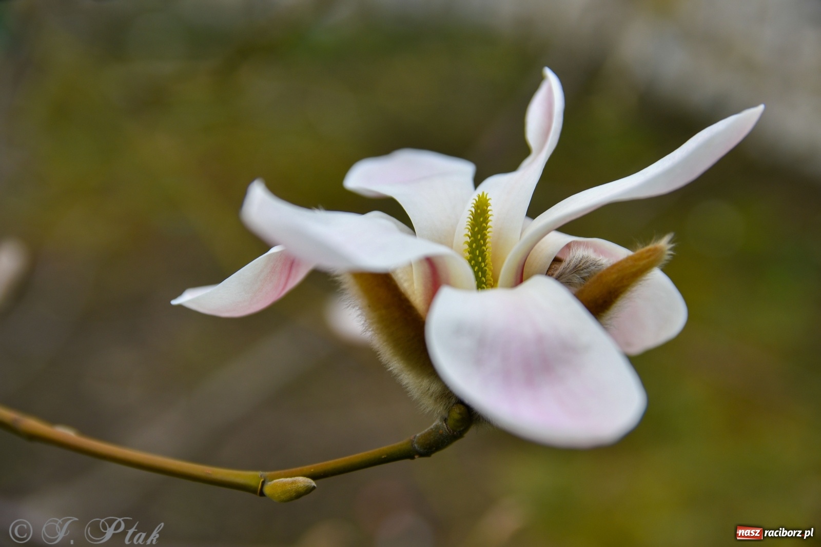 Zdjęcie w galerii na portalu naszraciborz.pl: Pierwszy dzień wiosny. #ZostańWDomuSRC  wiadomości z regionu