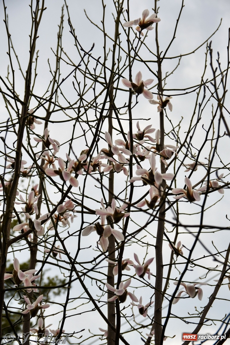 Zdjęcie w galerii na portalu naszraciborz.pl: Pierwszy dzień wiosny. #ZostańWDomuSRC  wiadomości z regionu