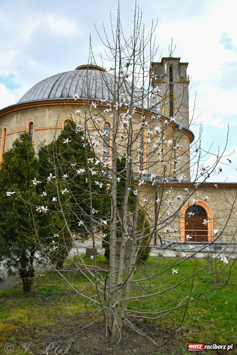 Zdjęcie w galerii na portalu naszraciborz.pl: Pierwszy dzień wiosny. #ZostańWDomuSRC  wiadomości z regionu