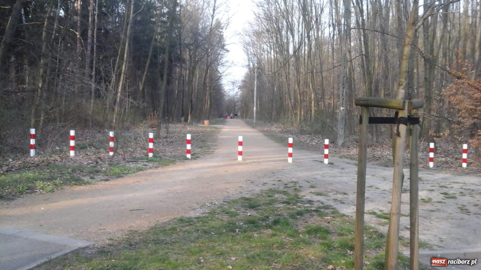 Zdjęcie w galerii na portalu naszraciborz.pl: W Arboretum Bramy Morawskiej tłumy. Lasy otwarte w czasie epidemii  wiadomości z regionu