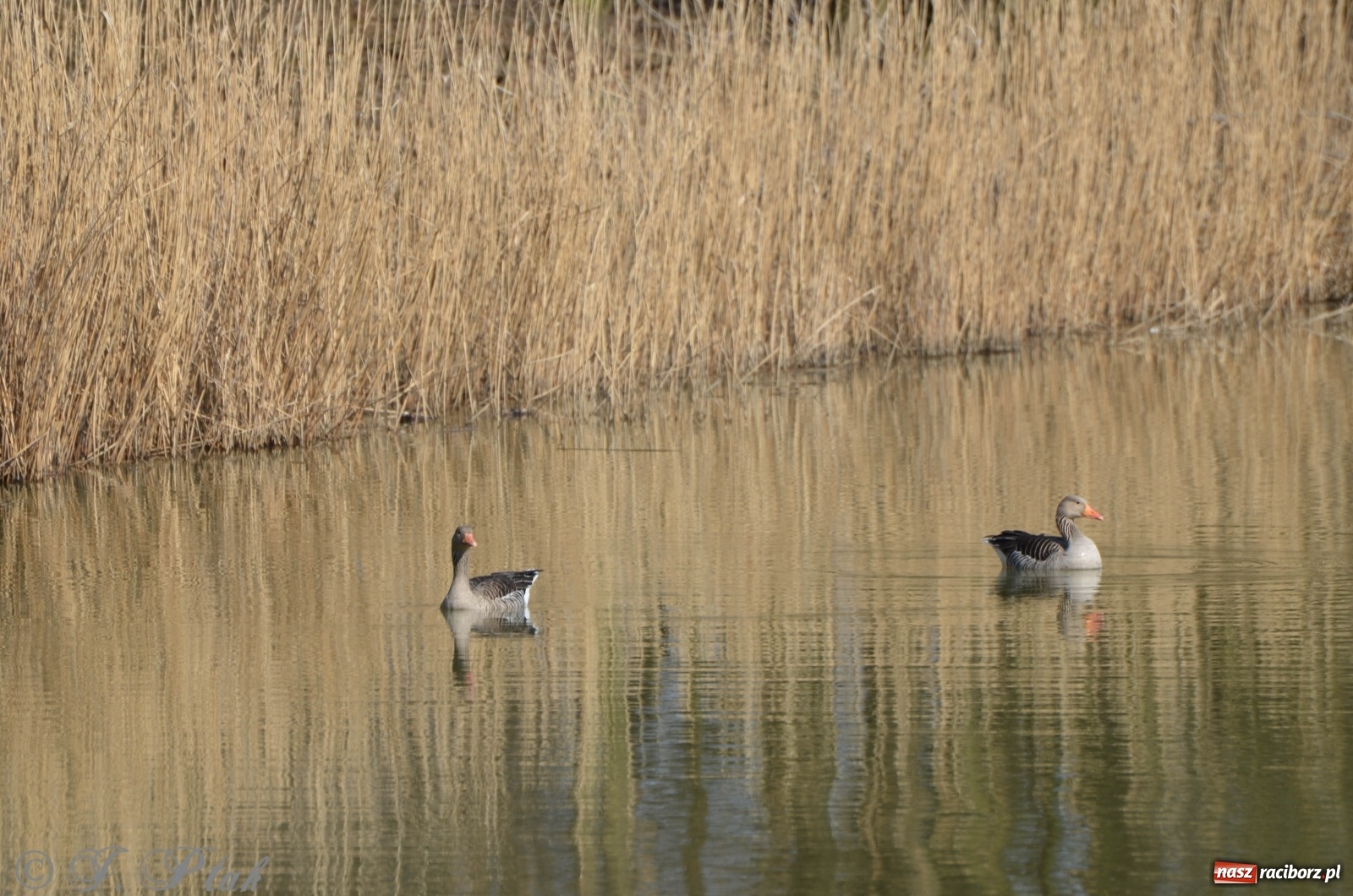 Zdjęcie w galerii na portalu naszraciborz.pl: Na Łężczoku coraz gwarniej. Przyroda budzi się do życia [FOTO] wiadomości z regionu