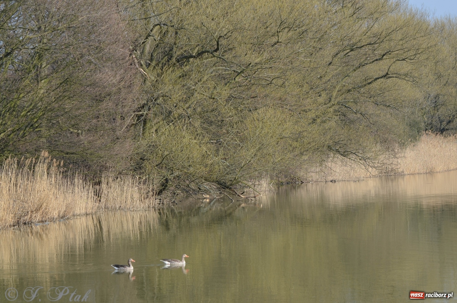 Zdjęcie w galerii na portalu naszraciborz.pl: Na Łężczoku coraz gwarniej. Przyroda budzi się do życia [FOTO] wiadomości z regionu