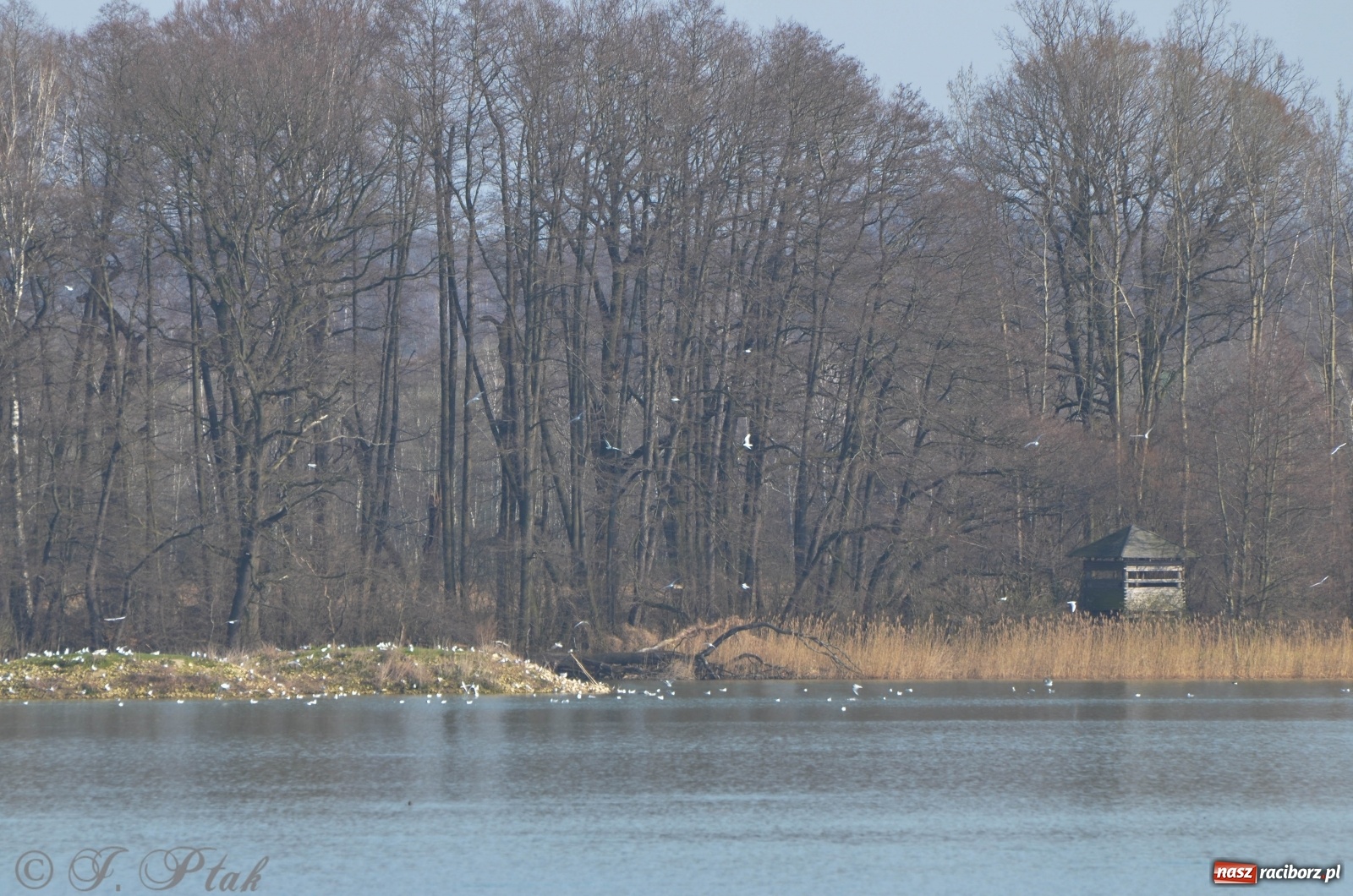 Zdjęcie w galerii na portalu naszraciborz.pl: Na Łężczoku coraz gwarniej. Przyroda budzi się do życia [FOTO] wiadomości z regionu