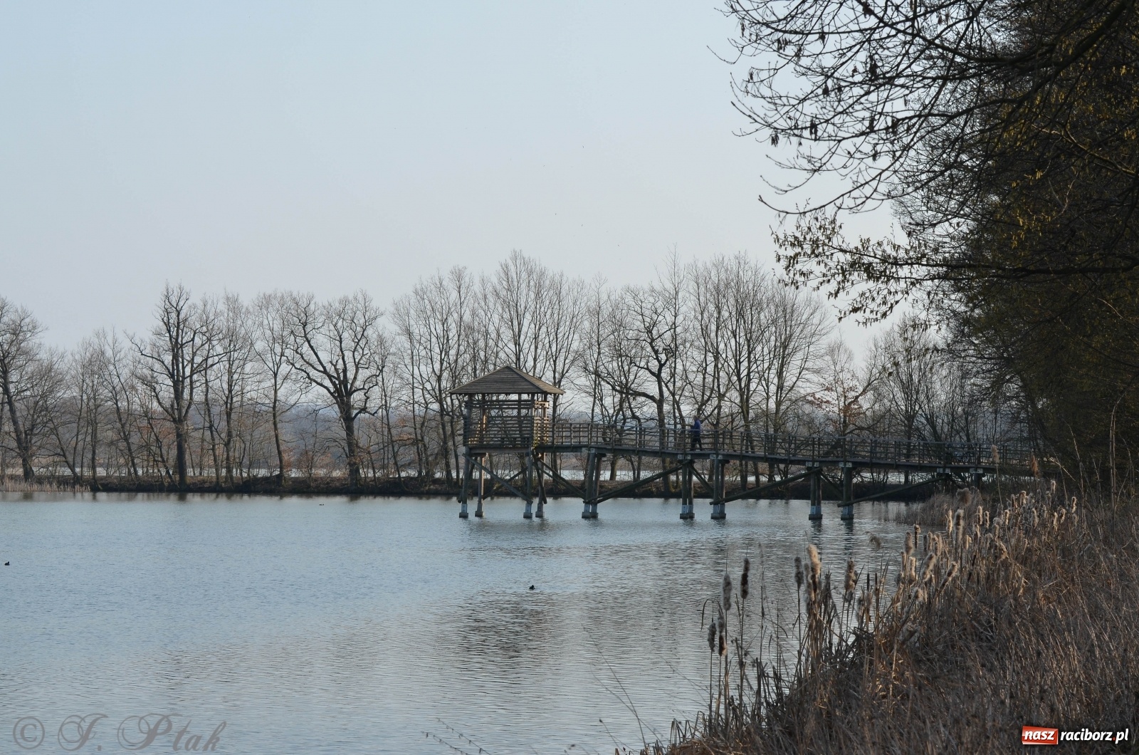 Zdjęcie w galerii na portalu naszraciborz.pl: Na Łężczoku coraz gwarniej. Przyroda budzi się do życia [FOTO] wiadomości z regionu
