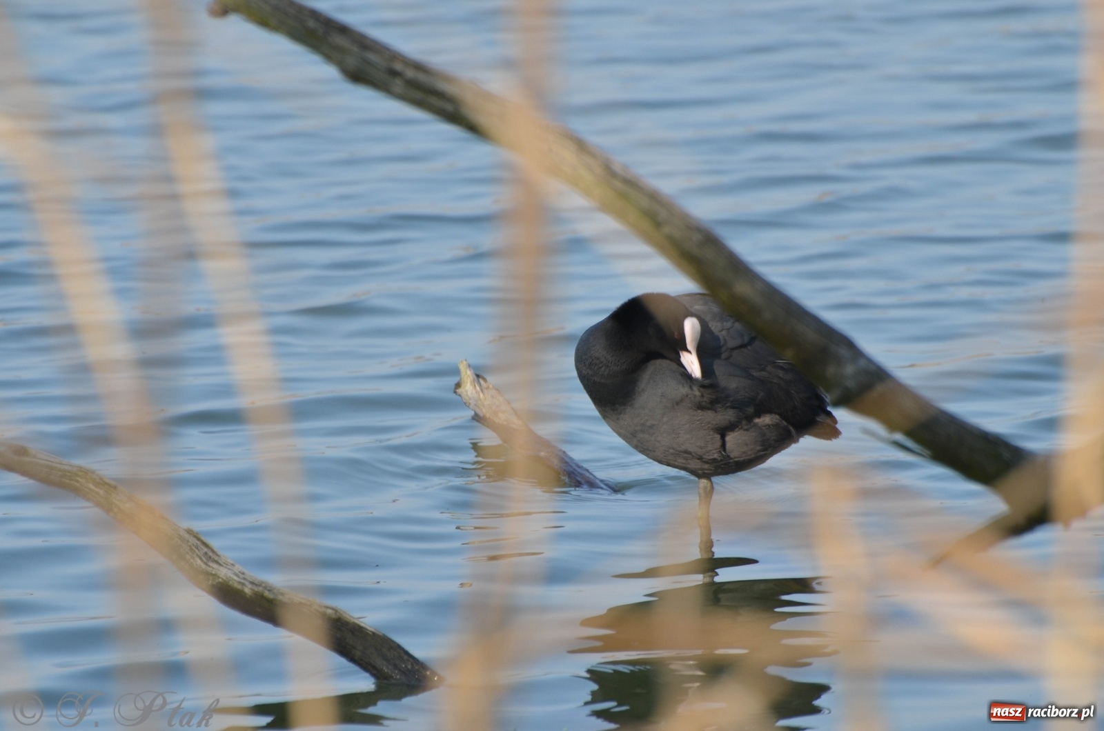 Zdjęcie w galerii na portalu naszraciborz.pl: Na Łężczoku coraz gwarniej. Przyroda budzi się do życia [FOTO] wiadomości z regionu