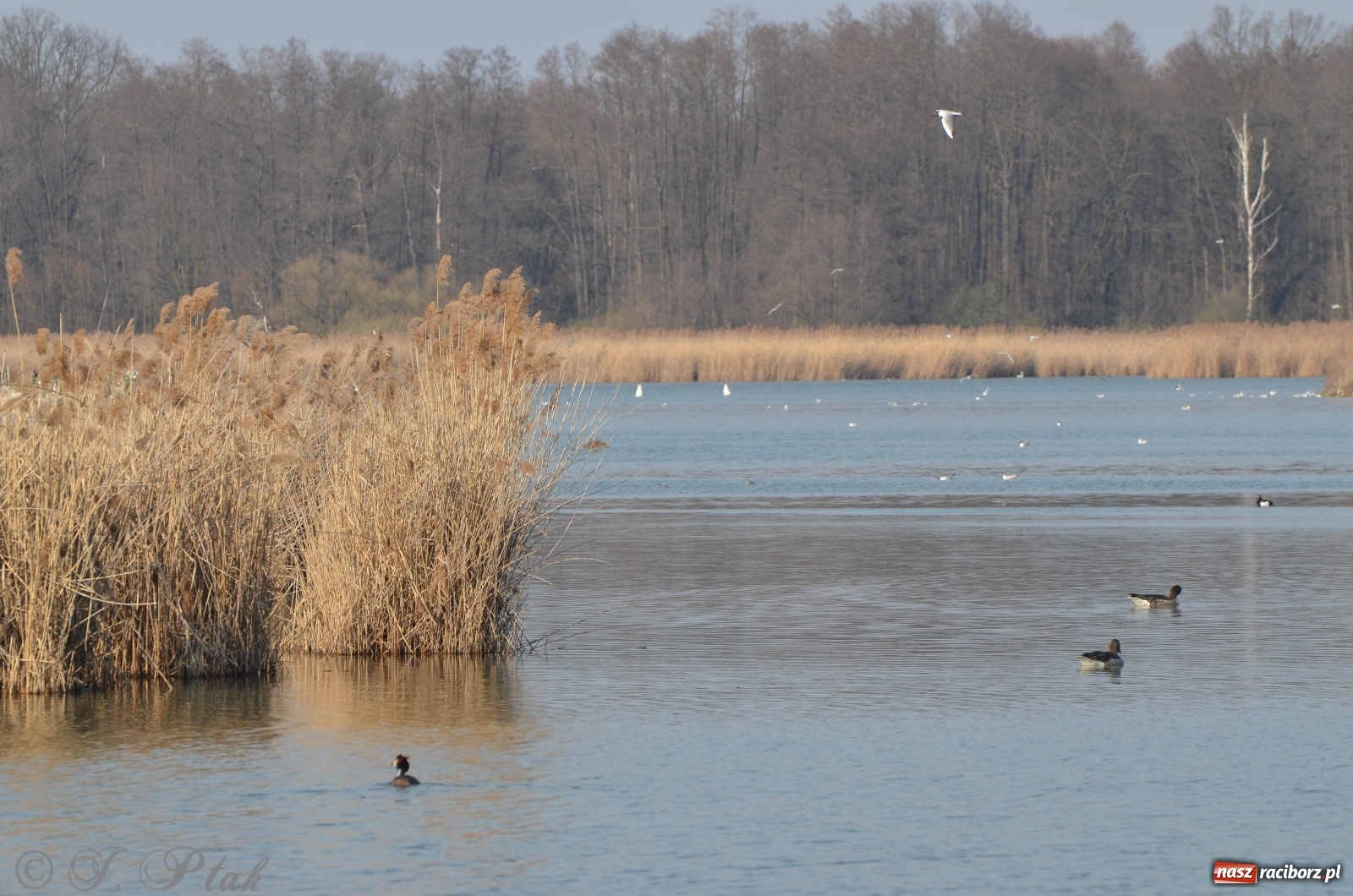 Zdjęcie w galerii na portalu naszraciborz.pl: Na Łężczoku coraz gwarniej. Przyroda budzi się do życia [FOTO] wiadomości z regionu