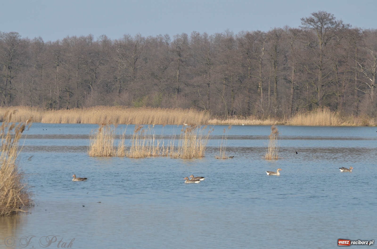 Zdjęcie w galerii na portalu naszraciborz.pl: Na Łężczoku coraz gwarniej. Przyroda budzi się do życia [FOTO] wiadomości z regionu