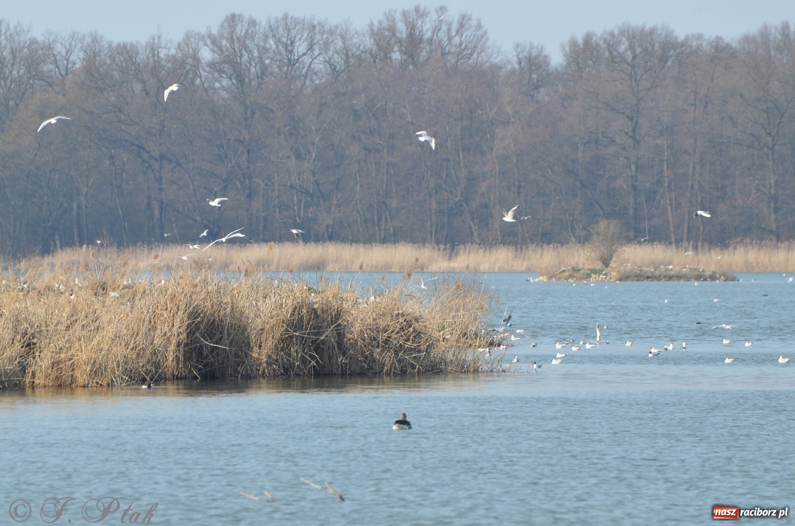 Zdjęcie w galerii na portalu naszraciborz.pl: Na Łężczoku coraz gwarniej. Przyroda budzi się do życia [FOTO] wiadomości z regionu