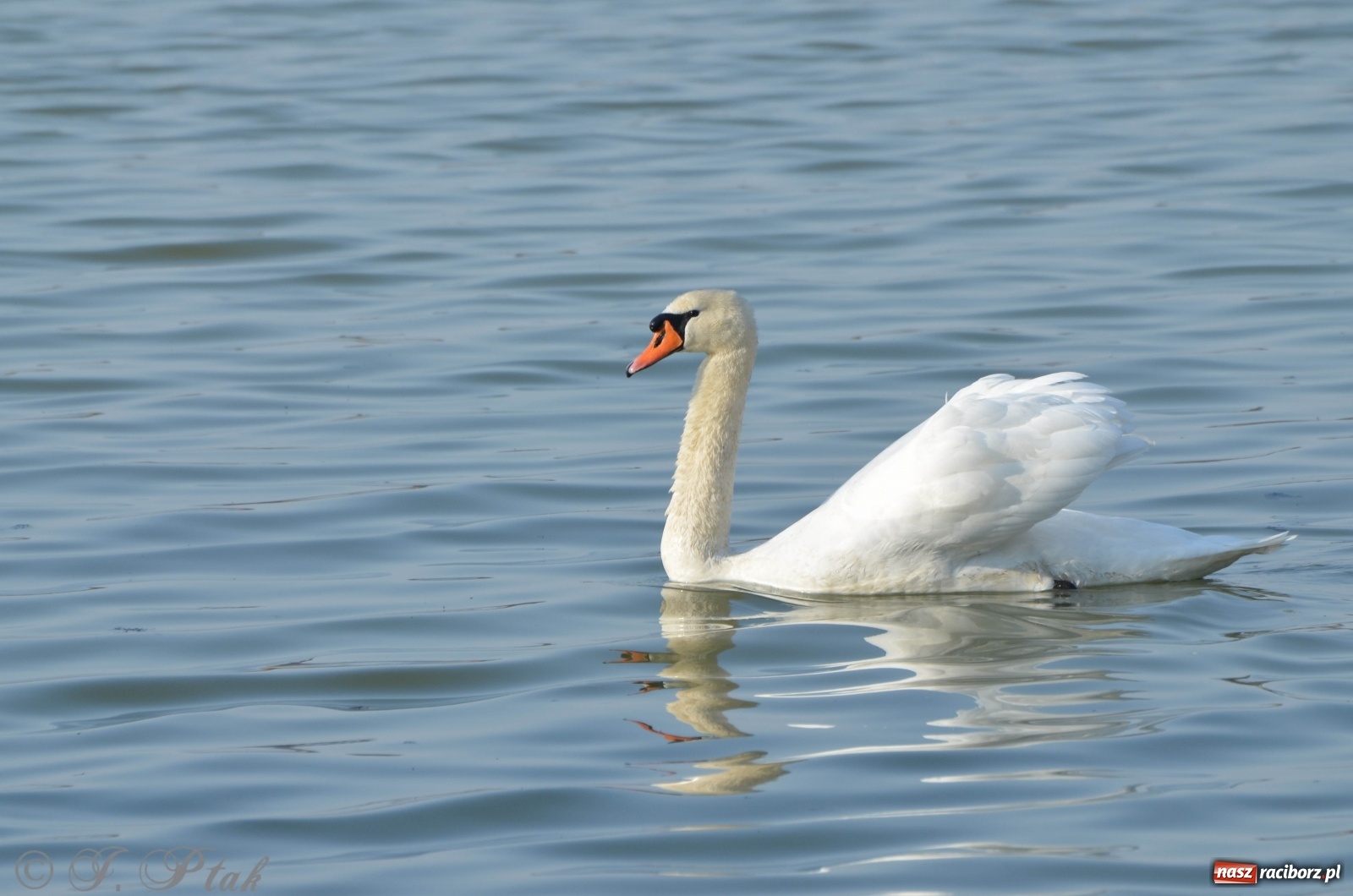 Zdjęcie w galerii na portalu naszraciborz.pl: Na Łężczoku coraz gwarniej. Przyroda budzi się do życia [FOTO] wiadomości z regionu