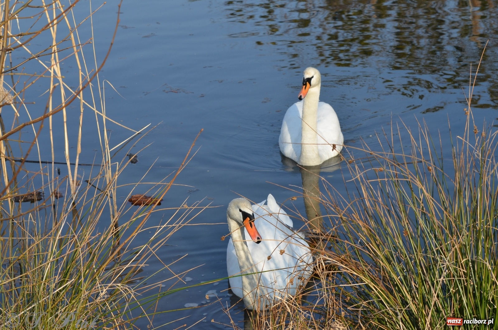 Zdjęcie w galerii na portalu naszraciborz.pl: Na Łężczoku coraz gwarniej. Przyroda budzi się do życia [FOTO] wiadomości z regionu