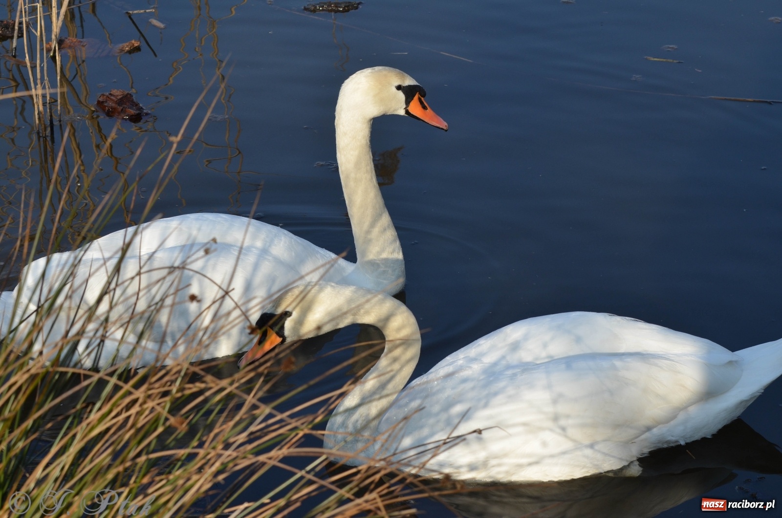 Zdjęcie w galerii na portalu naszraciborz.pl: Na Łężczoku coraz gwarniej. Przyroda budzi się do życia [FOTO] wiadomości z regionu