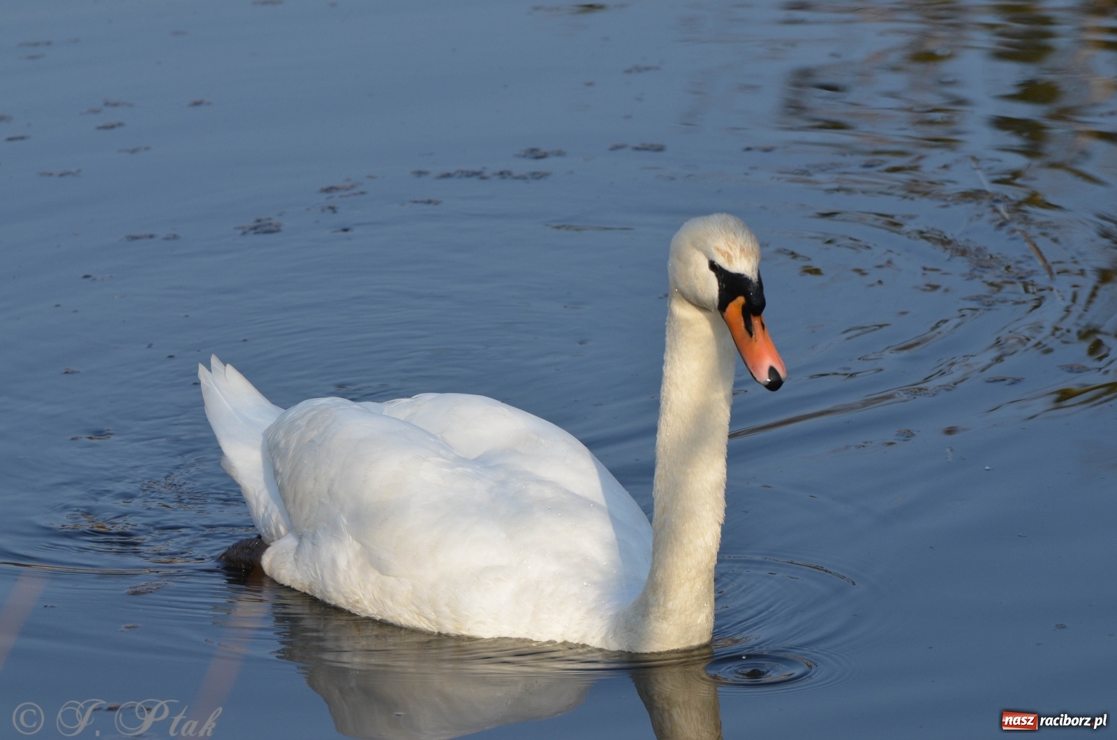 Zdjęcie w galerii na portalu naszraciborz.pl: Na Łężczoku coraz gwarniej. Przyroda budzi się do życia [FOTO] wiadomości z regionu