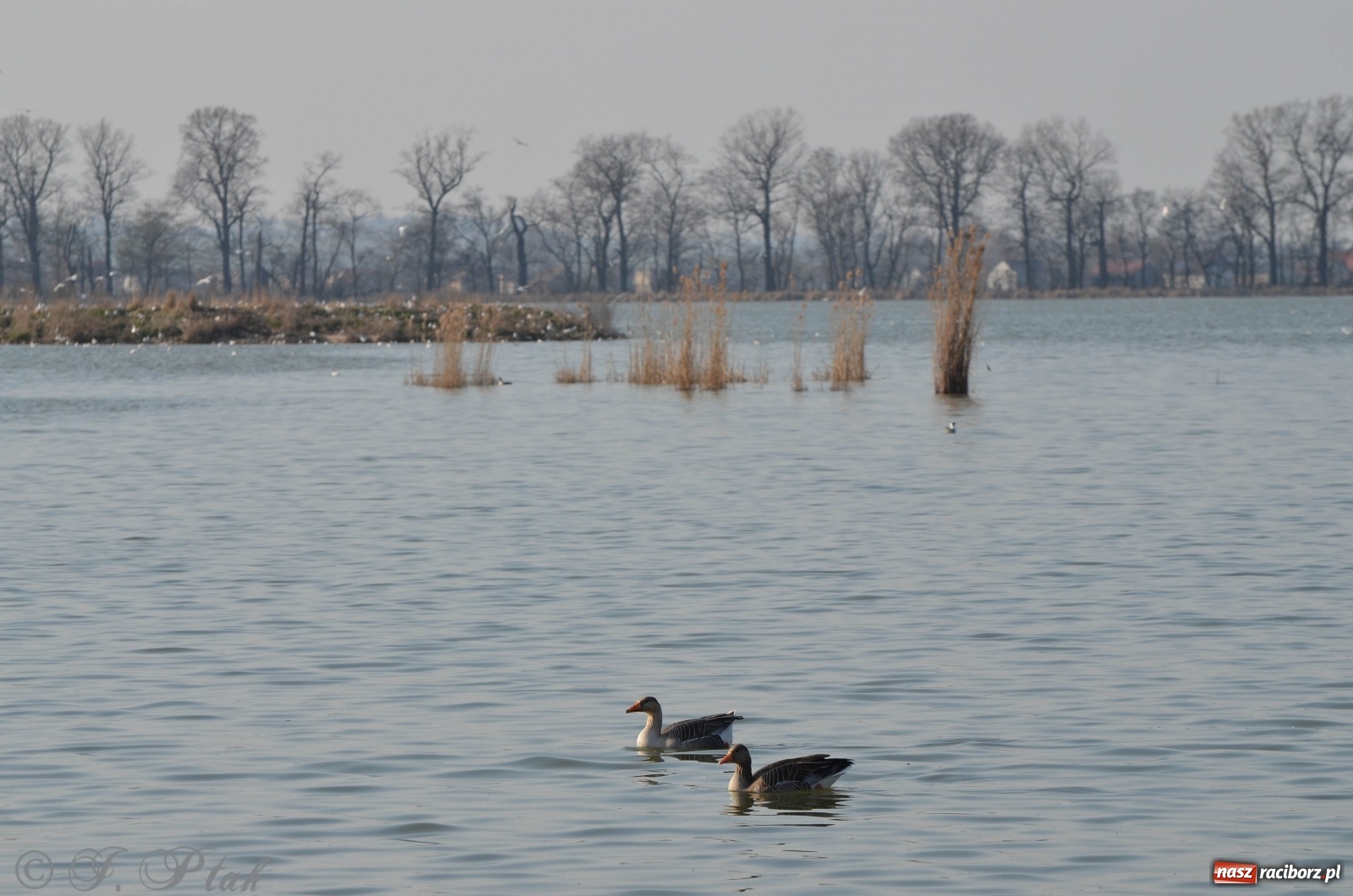 Zdjęcie w galerii na portalu naszraciborz.pl: Na Łężczoku coraz gwarniej. Przyroda budzi się do życia [FOTO] wiadomości z regionu