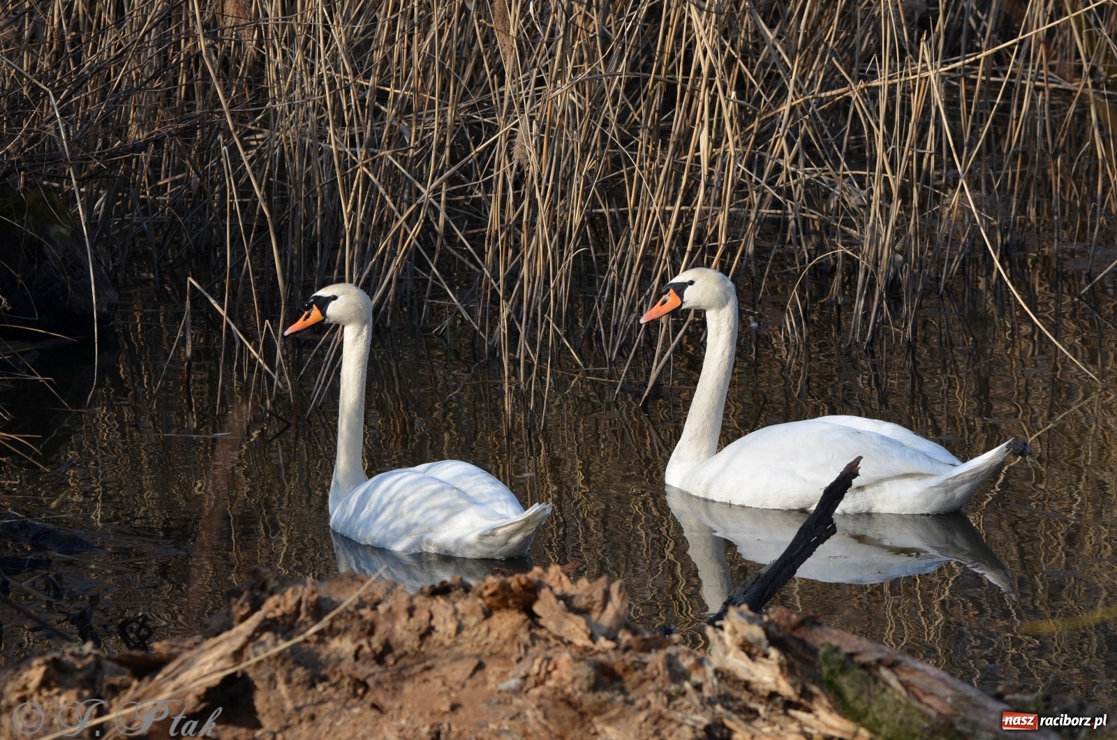 Zdjęcie w galerii na portalu naszraciborz.pl: Na Łężczoku coraz gwarniej. Przyroda budzi się do życia [FOTO] wiadomości z regionu