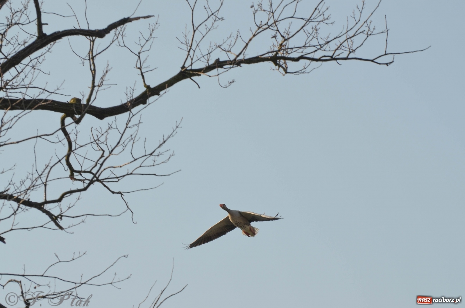 Zdjęcie w galerii na portalu naszraciborz.pl: Na Łężczoku coraz gwarniej. Przyroda budzi się do życia [FOTO] wiadomości z regionu