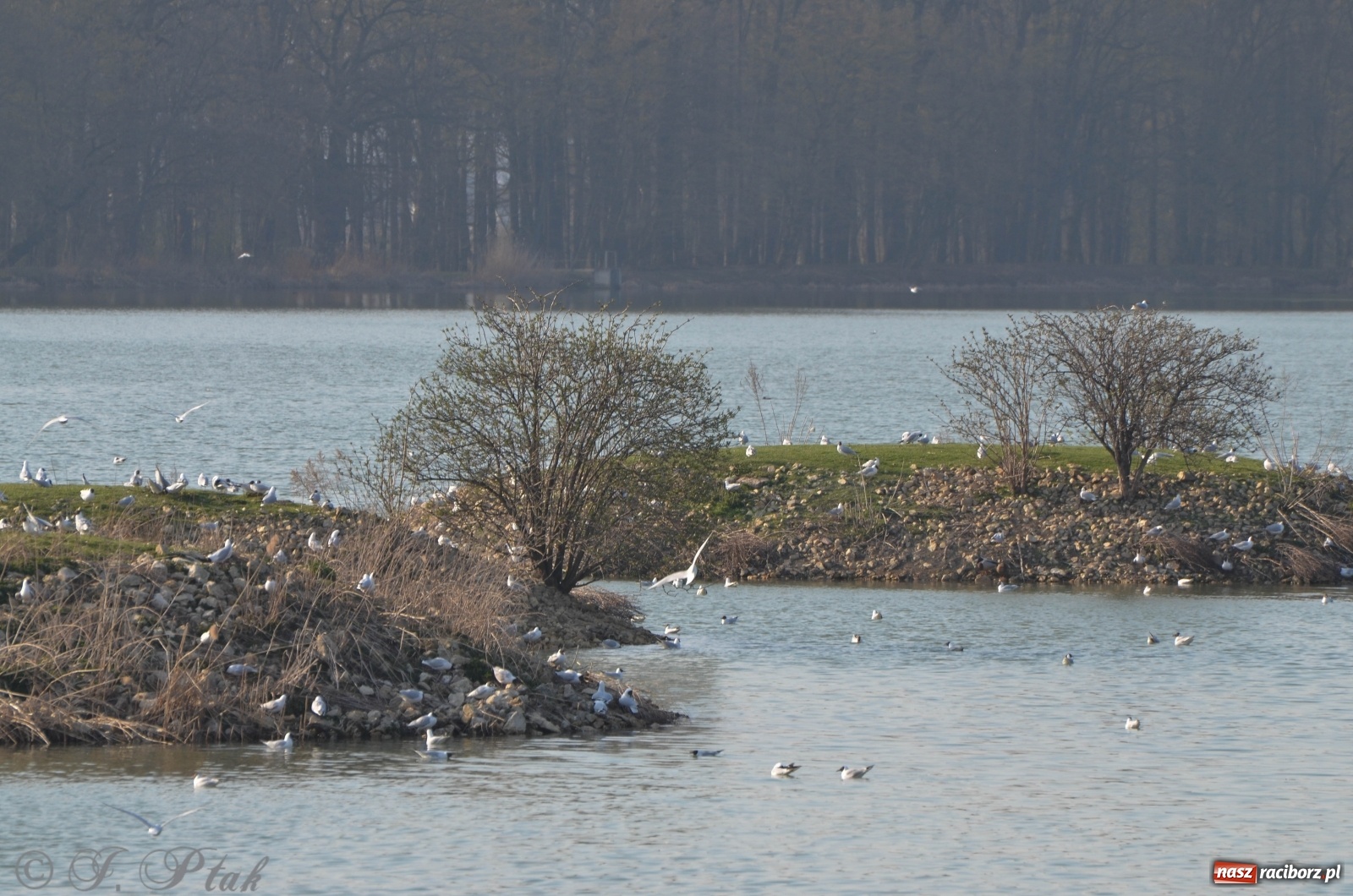 Zdjęcie w galerii na portalu naszraciborz.pl: Na Łężczoku coraz gwarniej. Przyroda budzi się do życia [FOTO] wiadomości z regionu