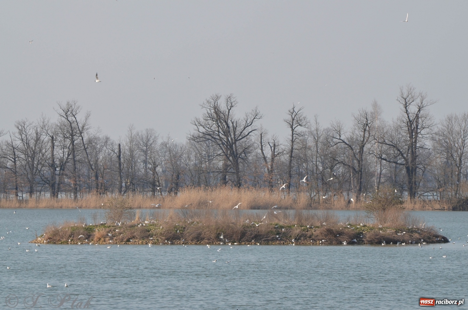 Zdjęcie w galerii na portalu naszraciborz.pl: Na Łężczoku coraz gwarniej. Przyroda budzi się do życia [FOTO] wiadomości z regionu