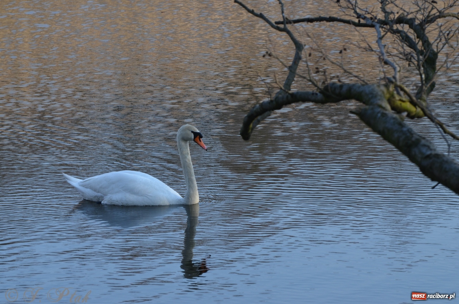 Zdjęcie w galerii na portalu naszraciborz.pl: Na Łężczoku coraz gwarniej. Przyroda budzi się do życia [FOTO] wiadomości z regionu