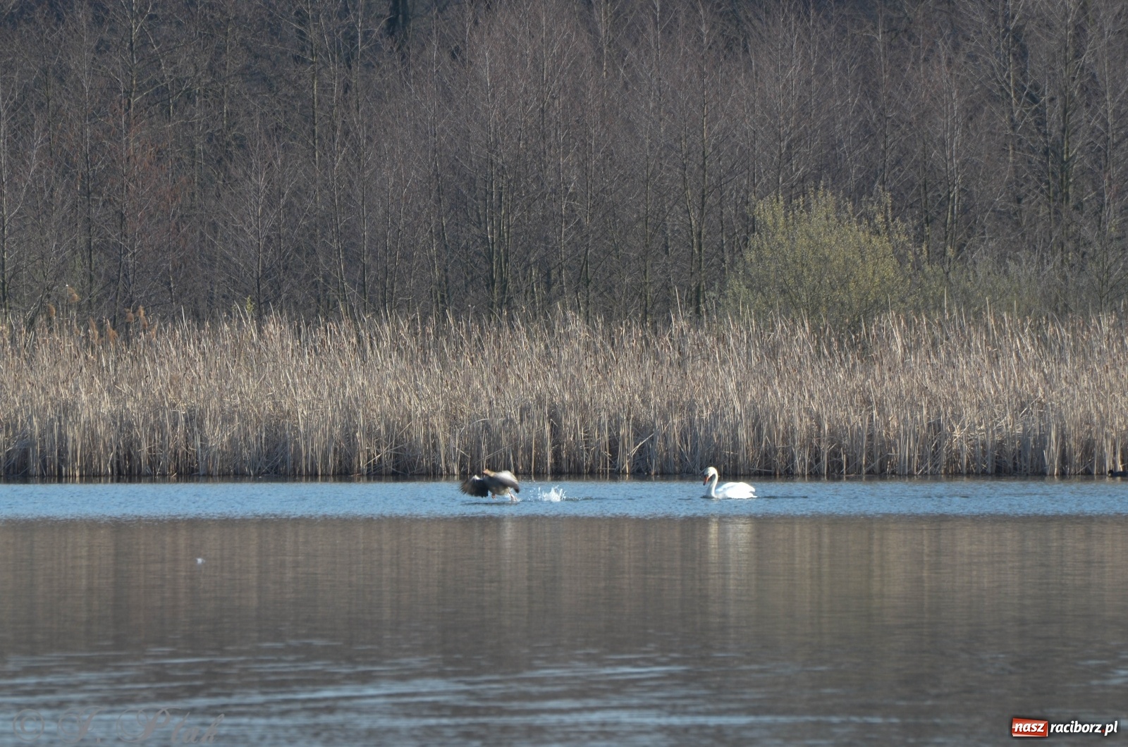 Zdjęcie w galerii na portalu naszraciborz.pl: Na Łężczoku coraz gwarniej. Przyroda budzi się do życia [FOTO] wiadomości z regionu